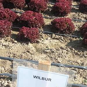  Вилбур - салат полукочанный, Rijk Zwaan Голландия  фото, цена
